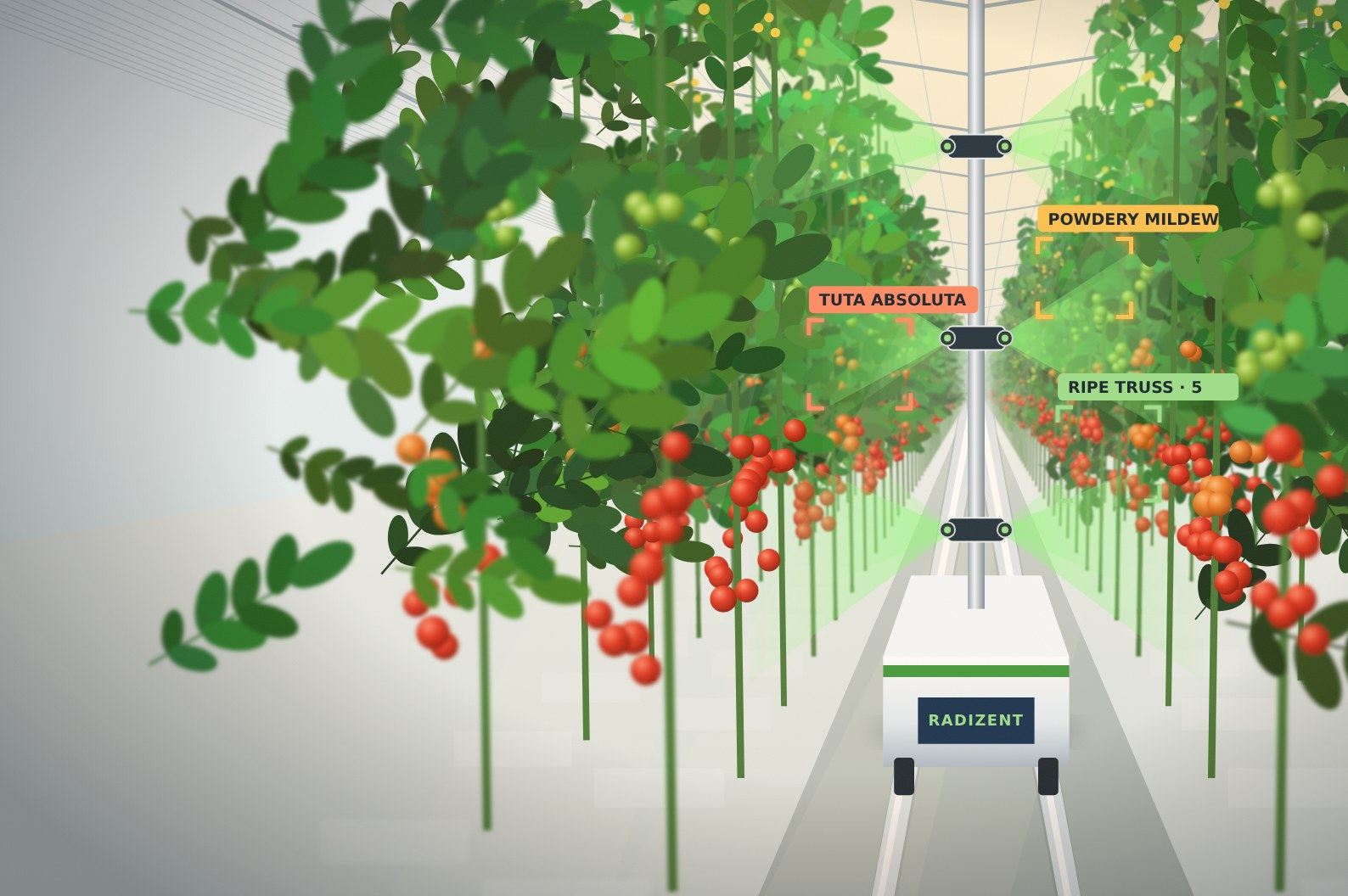 Illustration of a Radizent robot scanning a high-wire greenhouse tomato aisle